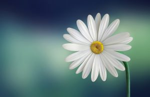 Read more about the article Brug mindfulness til at reducere stress og angst – en guide til mentaltræning