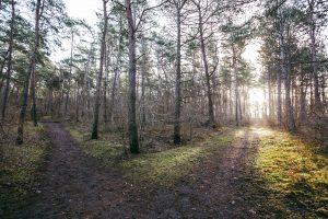 Read more about the article Time to choose